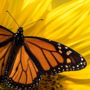 Meet your Posher, Audrey